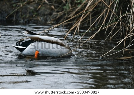 Male duck diving in the water