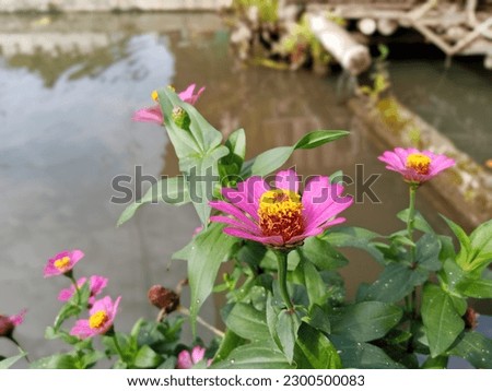 Zinia flowers are graceful by the fish pond