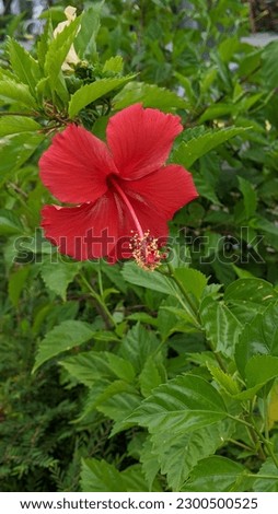 Hibiscus flowers that bloom in a charming red color
