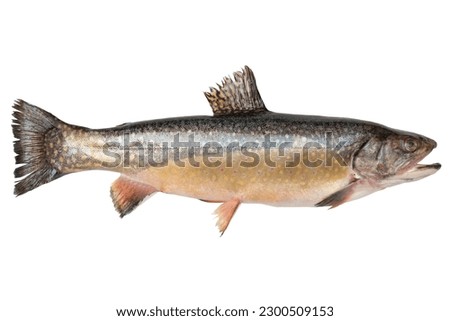 Char live fish isolated on transparent background. Carved fish object for advertising and decoration. Salvelinus Royalty-Free Stock Photo #2300509153