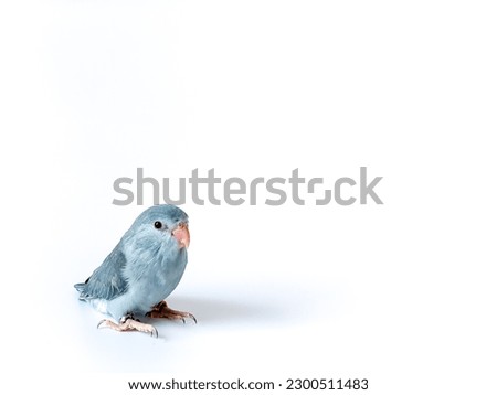 Forpus baby parrot bird on the white background
