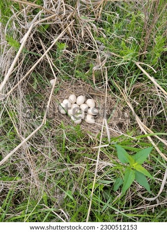 A turkey nest in a field.