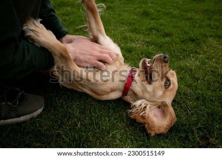 A happy cocker spaniel lies on the grass while its owner strokes its belly. A red collared cocker spaniel receives belly strokes from its owner. Royalty-Free Stock Photo #2300515149