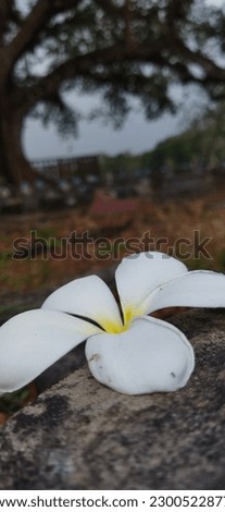 frangipani flower for wallpaper screensaver background art and photo products 
