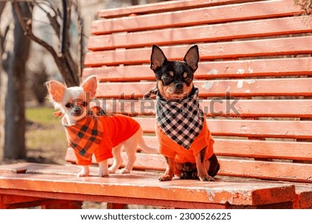 Two Chihuahua dogs on an orange wooden bench. Chihuahua dog in clothes and chihuahua puppy in clothes