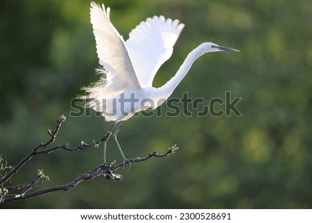 Great Egret (Ardea alba modesta) breeding feathers  Royalty-Free Stock Photo #2300528691