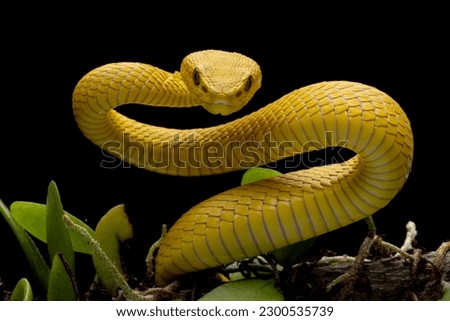 The Yellow White-lipped Pit Viper (Trimeresurus insularis) closeup on branch with black background, Yellow White-lipped Pit Viper closeup Royalty-Free Stock Photo #2300535739