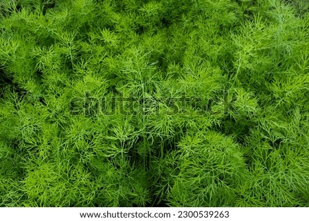 Background from young dills. Fresh fennel. Green dill plants for publication, design, poster, calendar, post, screensaver, wallpaper, postcard, banner, cover, website. High quality photography
