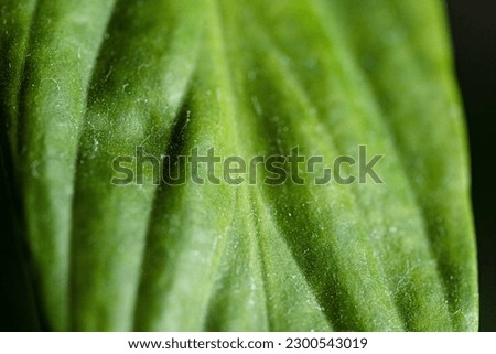 Green leaf close up macro