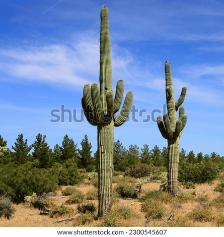 The Sonora desert in central Arizona USA with mature saguaro and cholla cactus Royalty-Free Stock Photo #2300545607