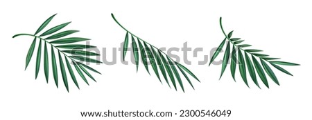 Palm leaves. Green leaf of palm tree on transparent background. Floral background. Vector 10 eps.