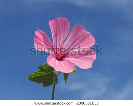 Lavatera trimestris or wild Mallow, pink blossom with bright veins, against blue sky, close up. Malva Sylvestris or rose Hollyhock flower is herbaceous flowering plant in the family of Malvaceae.