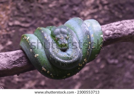 Closed Up Picture of Green Tree Python Rolling on a Tree Trunk	