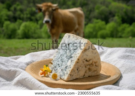 Cabrales, artisan blue cheese made by rural dairy farmers in Asturias, Spain from unpasteurized cow’s milk or blended with goat or sheep milk in Picos de Europa. View on cows and pasture.
