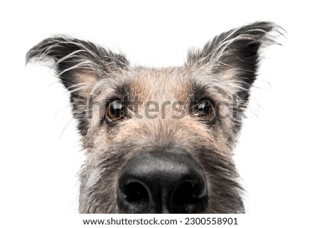 Funny fluffy dog with big eyes peeking. Front view. Background isolated. Royalty-Free Stock Photo #2300558901