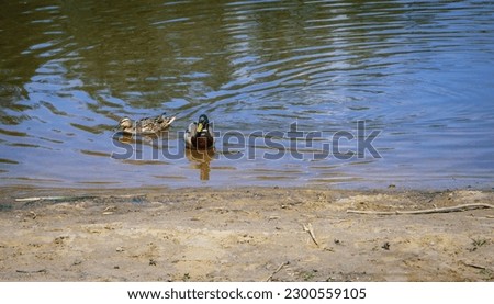 Mallard ducks swim close to the shore