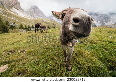 wide angle picture of donkey in Dolomites, Italy