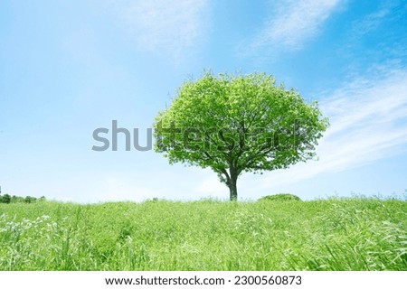 view of the field with one tree under the clear sky Royalty-Free Stock Photo #2300560873