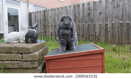 Adorable French lop rabbit on a pet play house in the garden