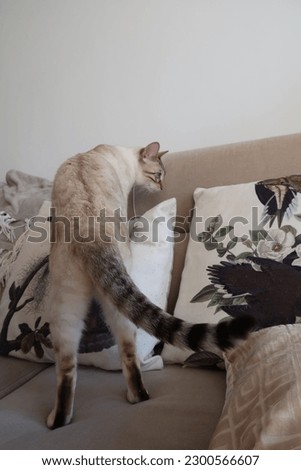 Playful young white purebred Bengal cat with a black and white striped tail (ring tailed) in a pastel coloured Scandinavian design interior.