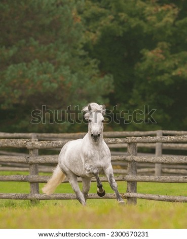 dapple grey connemara stallion free running with no tack at liberty in field with spring summer foliage background vertical equine image room for type and masthead white tail and mane flying action
