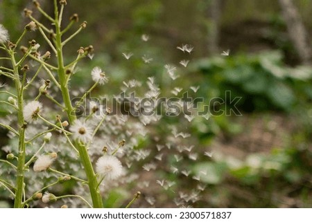 Fluffy flower of White Butterbur in the forest