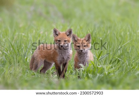 Red fox kits (Vulpes vulpes) playing near the den deep in a meadow in early spring in Canada