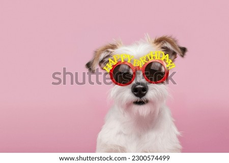 Cute scruffy dog wearing happy birthday glasses at a birthday party