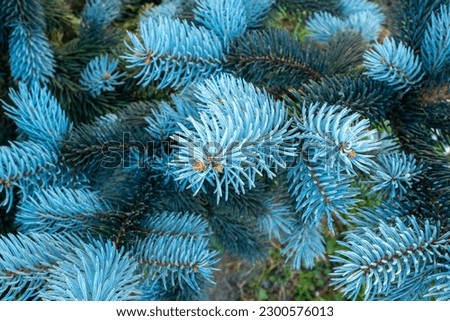 Pine branches with light blue needles, close-up. Natural background from young pine for a poster, calendar, post, screensaver, wallpaper, postcard, banner, cover, website. High quality photography