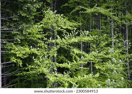 photo forest in the mountains, woodland in the high mountains, trees