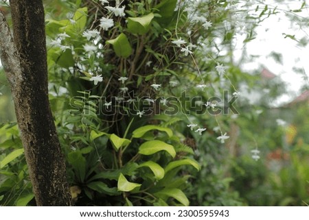 Dendrobium crumenatum, commonly known as pigeon orchid or dove orchid, is a species of epiphytic orchid native to Southeast Asia, Australia, and the western Pacific. It is a popular ornamental plant Royalty-Free Stock Photo #2300595943