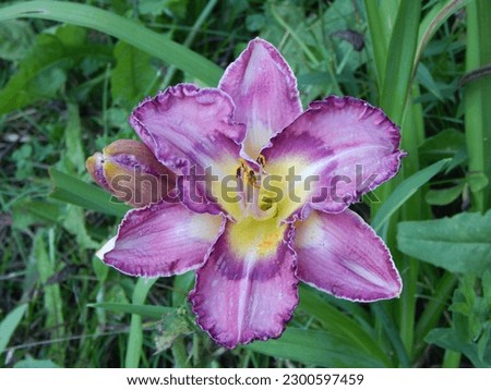 Purple Day Lily, open face, shot from above, greenery in background