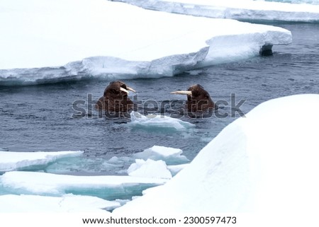 Adult walruses, Odobenus rosmarus, swimming in the Arctic Ocean off the coast of Svalbard, and surfacing between ice floes. Royalty-Free Stock Photo #2300597473