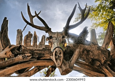animal skull at the entrance of primitive camp  Royalty-Free Stock Photo #2300604993