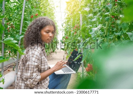 Agricultural students analyzed grow tomatoes on the farm
