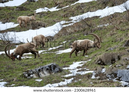 A group of Ibex in the French alps