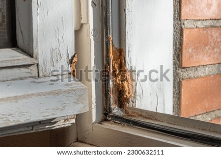 Wood-decay fungus destroys wooden frame of window Royalty-Free Stock Photo #2300632511