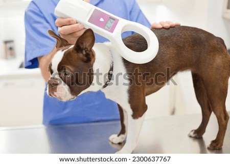 Veterinarian examining dog in vet's surgery Royalty-Free Stock Photo #2300637767