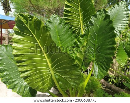 Bira (Alocasia macrorrhizos). Bira is known by the Indonesian name of Javanese origin. A large herbaceous plant whose tubers are used as a source of non-cereal carbohydrate food.