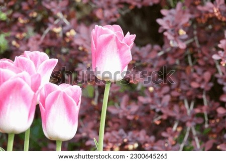 Detail of flowering pink and white tulips of the Dynasty variety. Beautifully blooming flowers, spring concept. High quality photo Royalty-Free Stock Photo #2300645265