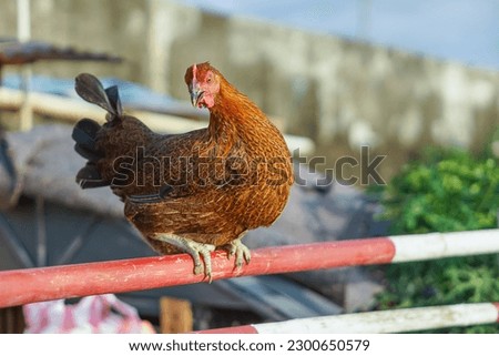 Beautiful hen perched on the vegetable garden fence Royalty-Free Stock Photo #2300650579