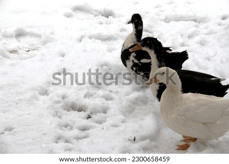 Black and white ducks are seen on the snow. Suitable for animal lovers, especially birds, designers, chicken breeders, websites and social networks.
