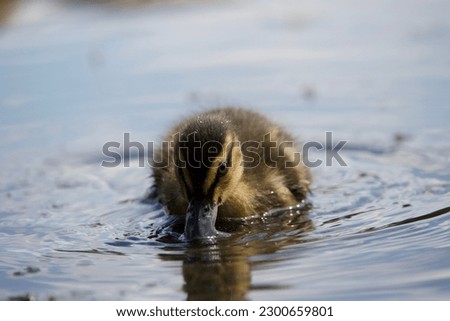 
a baby duck on a lake