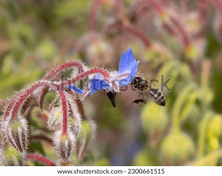 The European bee (Apis mellifera), also known as the domestic bee or honey bee, is a species of apocryte hymenopteran in the Apidae family. The plant is Borago officinalis.