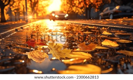 Autumn leaves in puddle on city park,rainy season background