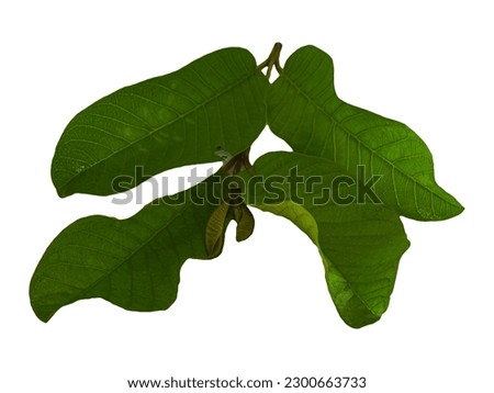A branch of  guava leaves isolated on white background