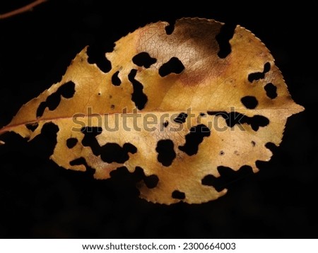 macro photography of a foliage leaf in the forest