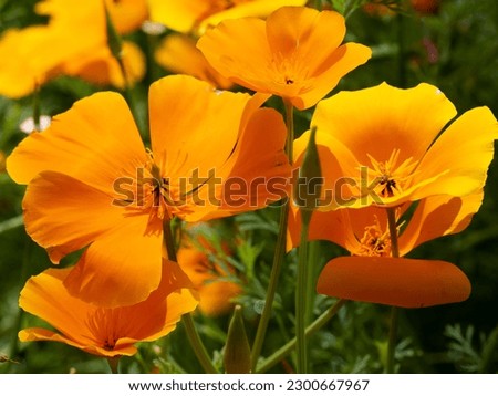Eschscholzia californica, the California poppy, golden poppy, California sunlight or cup of gold, is a species of flowering plant in the family Papaveraceae, native to the United States and Mexico.