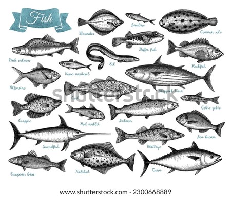 Fish big collection. Set of ink sketches isolated on white background. Hand drawn vector illustration. Retro style.