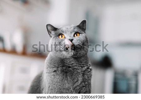 British cat with tongue out licking his lips. British shorthair breed Royalty-Free Stock Photo #2300669385